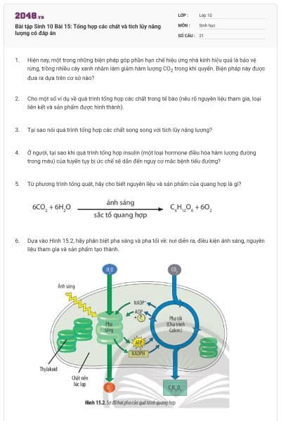 Bài tập Sinh 10 Bài 15: Tổng hợp các chất và tích lũy năng lượng có đáp án