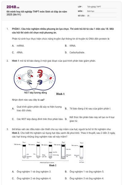 Đề minh hoạ tốt nghiệp THPT môn Sinh có đáp án năm 2025 (Đề 91)