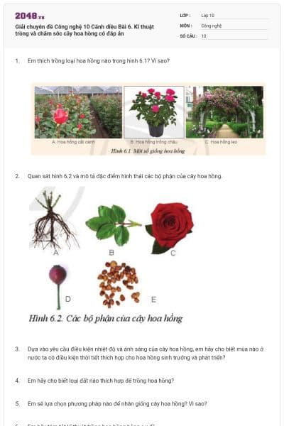 Giải chuyên đề Công nghệ 10 Cánh diều Bài 6. Kĩ thuật trồng và chăm sóc cây hoa hồng có đáp án