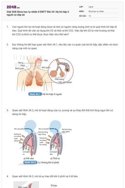 Giải SGK Khoa học tự nhiên 8 KNTT Bài 34: Hệ hô hấp ở người có đáp án