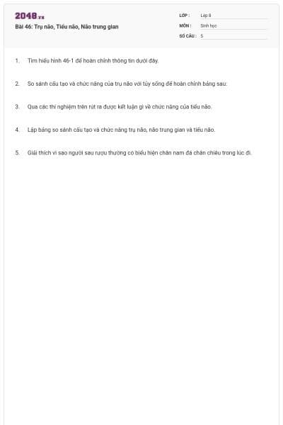 Bài 46: Trụ não, Tiểu não, Não trung gian