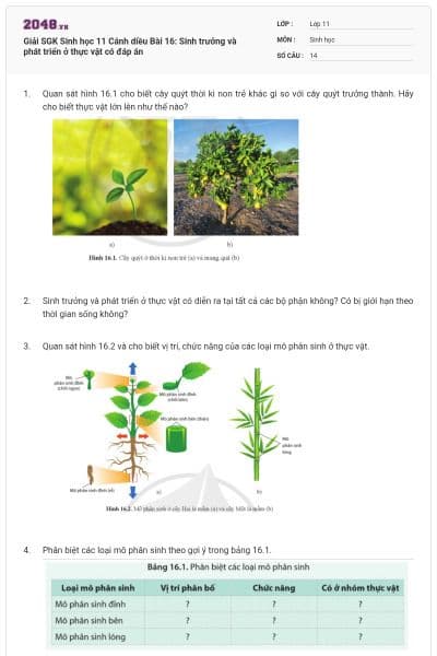 Giải SGK Sinh học 11 Cánh diều Bài 16: Sinh trưởng và phát triển ở thực vật có đáp án