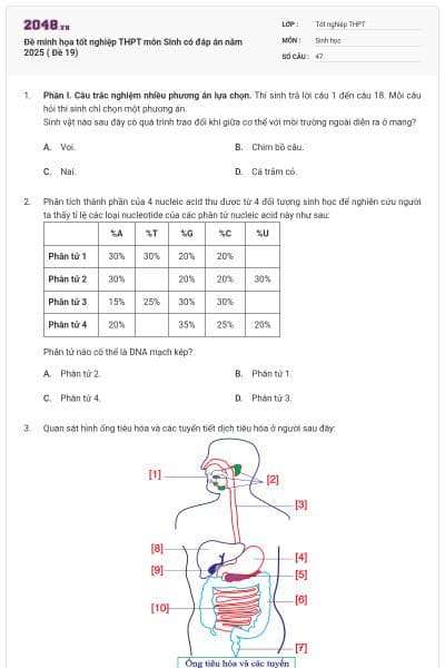 Đề minh họa tốt nghiệp THPT môn Sinh có đáp án năm 2025 ( Đề 19)
